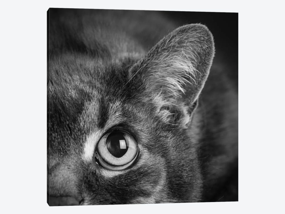 Portrait of a Cat by Panoramic Images 1-piece Canvas Wall Art