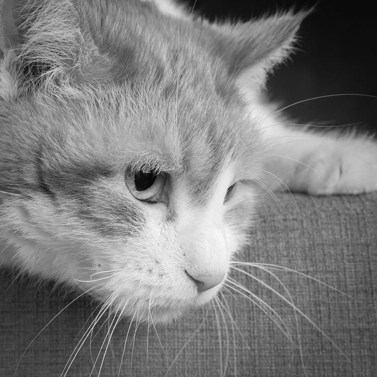 Portrait of a Cat on a Chair