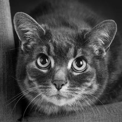 Portrait of a Cat on a Chair by Panoramic Images canvas print