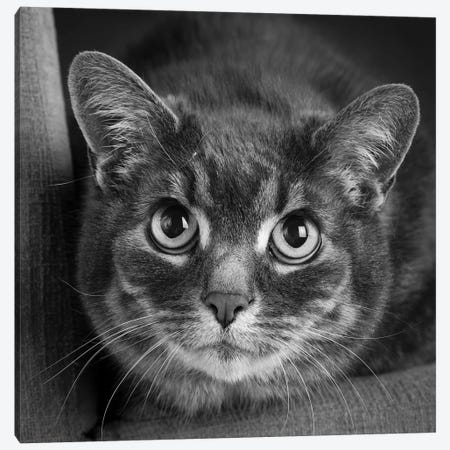 Portrait of a Cat on a Chair Canvas Print #PIM15653} by Panoramic Images Canvas Print