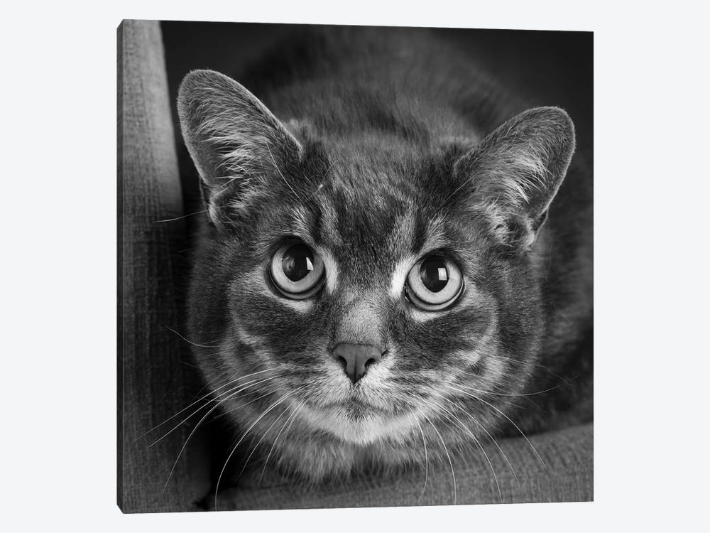 Portrait of a Cat on a Chair by Panoramic Images 1-piece Canvas Artwork