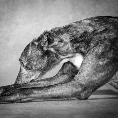 Portrait of a Greyhound dog by Panoramic Images metal wall art