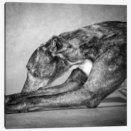 Portrait of a Greyhound dog Canvas Print #PIM15654} by Panoramic Images Canvas Artwork