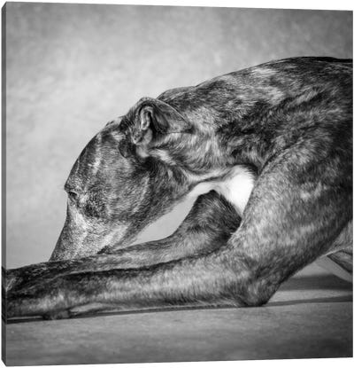 Portrait of a Greyhound dog Canvas Art Print