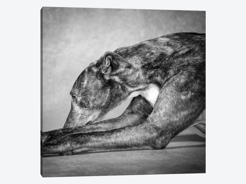 Portrait of a Greyhound dog by Panoramic Images 1-piece Canvas Art Print