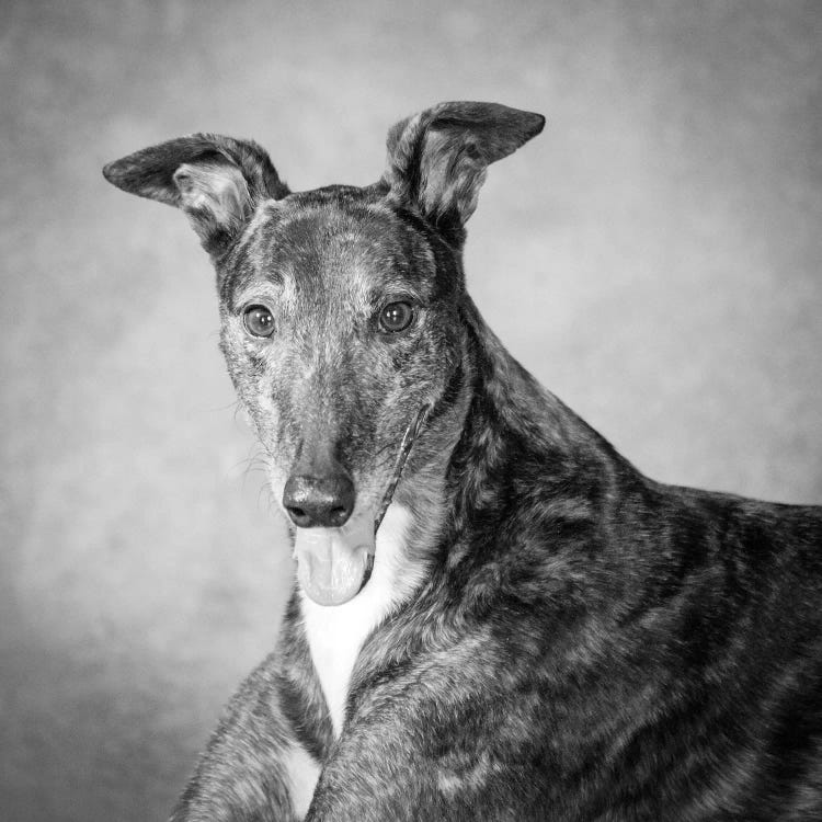 Portrait of a Greyhound dog