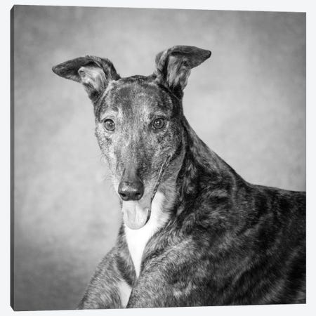 Portrait of a Greyhound dog Canvas Print #PIM15655} by Panoramic Images Canvas Art