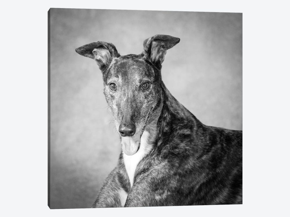 Portrait of a Greyhound dog by Panoramic Images 1-piece Canvas Art