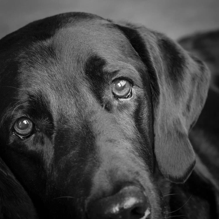 Portrait of a Labrador Great Dane Mixed Dog