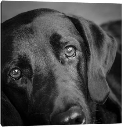 Portrait of a Labrador Great Dane Mixed Dog Canvas Art Print - Great Dane Art
