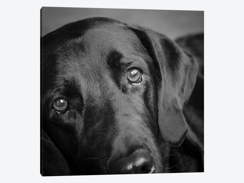 Portrait of a Labrador Great Dane Mixed Dog by Panoramic Images 1-piece Art Print