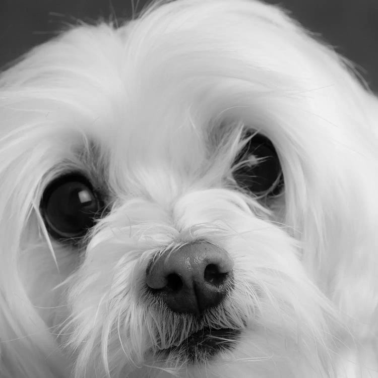 Portrait of a Maltese Dog