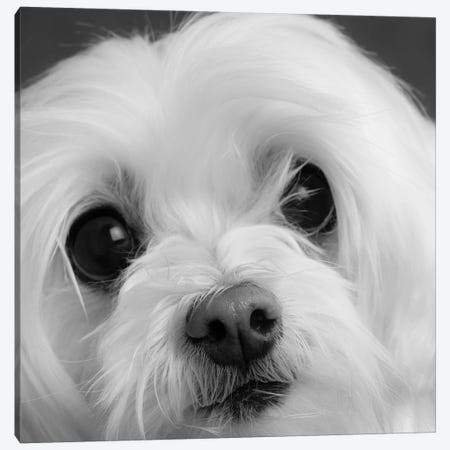 Portrait of a Maltese Dog Canvas Print #PIM15657} by Panoramic Images Canvas Wall Art