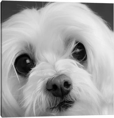 Portrait of a Maltese Dog Canvas Art Print - Animal & Pet Photography