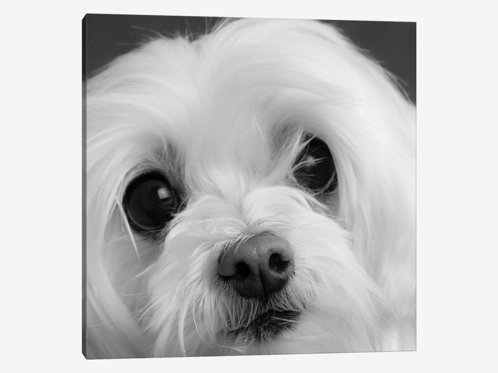 Portrait of a Maltese Dog by Panoramic Images 1-piece Canvas Artwork