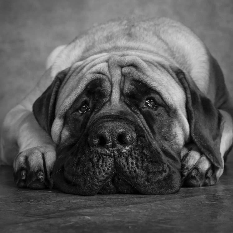 Portrait of a Mastiff