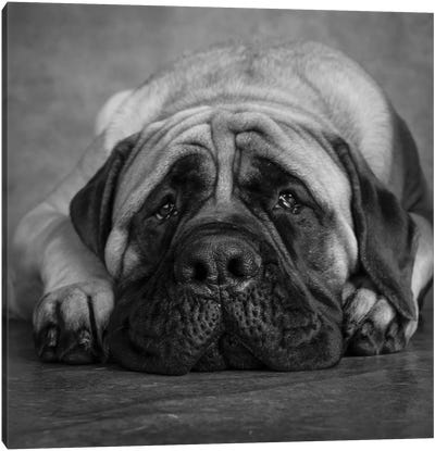 Portrait of a Mastiff Canvas Art Print - Animal & Pet Photography