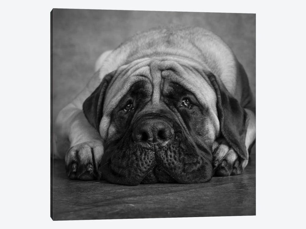 Portrait of a Mastiff by Panoramic Images 1-piece Canvas Art Print