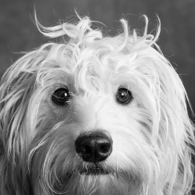 Portrait of a Mini Golden Doodle Dog