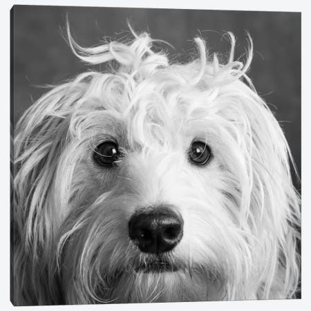 Portrait of a Mini Golden Doodle Dog Canvas Print #PIM15659} by Panoramic Images Canvas Art Print