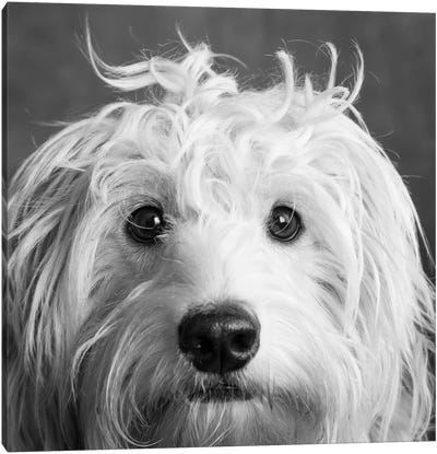 Portrait of a Mini Golden Doodle Dog Canvas Art Print - Dog Photography