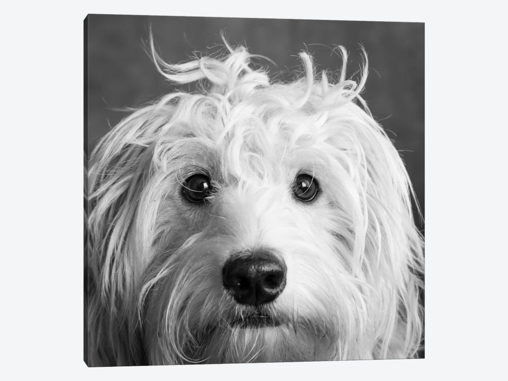 Portrait of a Mini Golden Doodle Dog by Panoramic Images 1-piece Canvas Wall Art
