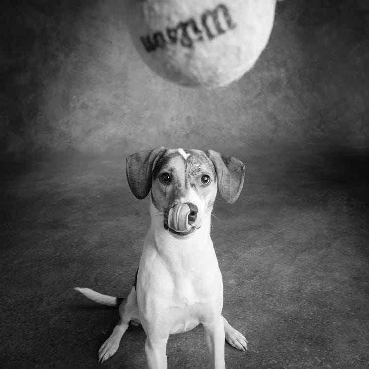 Portrait of a Mixed Dog playing with a Tennis Ball