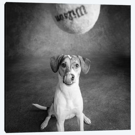 Portrait of a Mixed Dog playing with a Tennis Ball Canvas Print #PIM15660} by Panoramic Images Canvas Wall Art