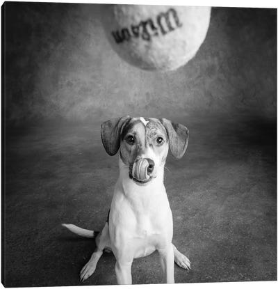 Portrait of a Mixed Dog playing with a Tennis Ball Canvas Art Print