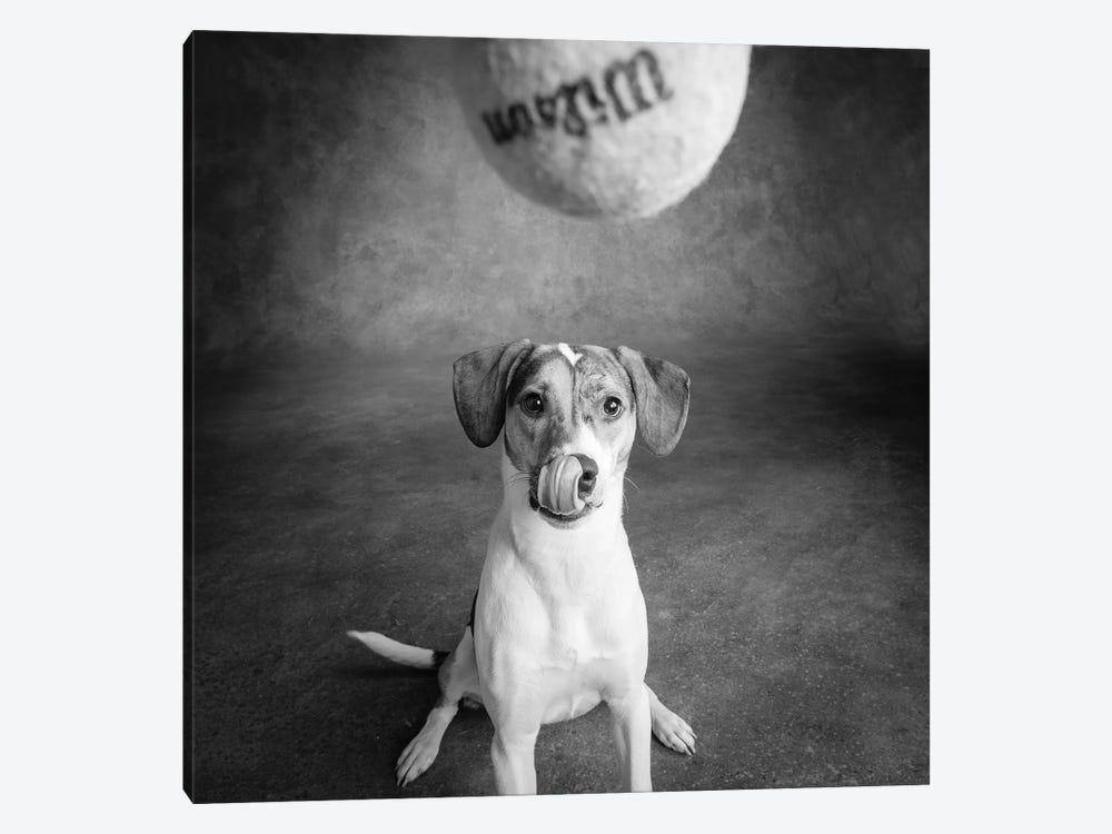 Portrait of a Mixed Dog playing with a Tennis Ball 1-piece Canvas Wall Art