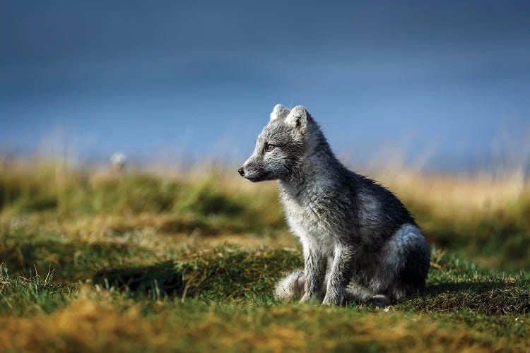 Portrait of Arctic Fox, Alopex lagopus, Iceland