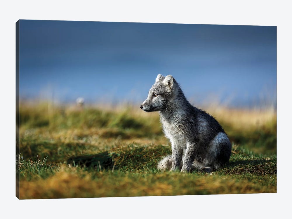 Portrait of Arctic Fox, Alopex lagopus, Iceland by Panoramic Images 1-piece Canvas Wall Art