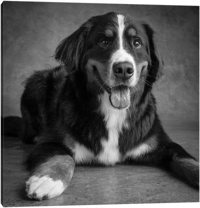 Portrait of Bernese Mountain Dog Canvas Art Print - Animal & Pet Photography