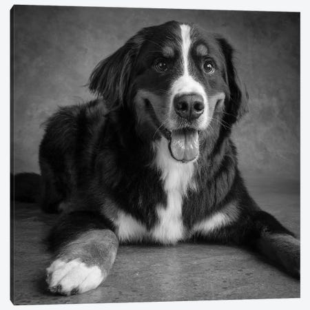 Portrait of Bernese Mountain Dog Canvas Print #PIM15663} by Panoramic Images Canvas Art