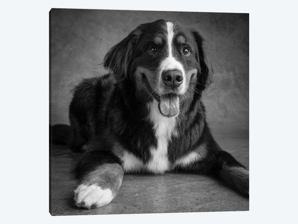 Portrait of Bernese Mountain Dog by Panoramic Images 1-piece Canvas Print