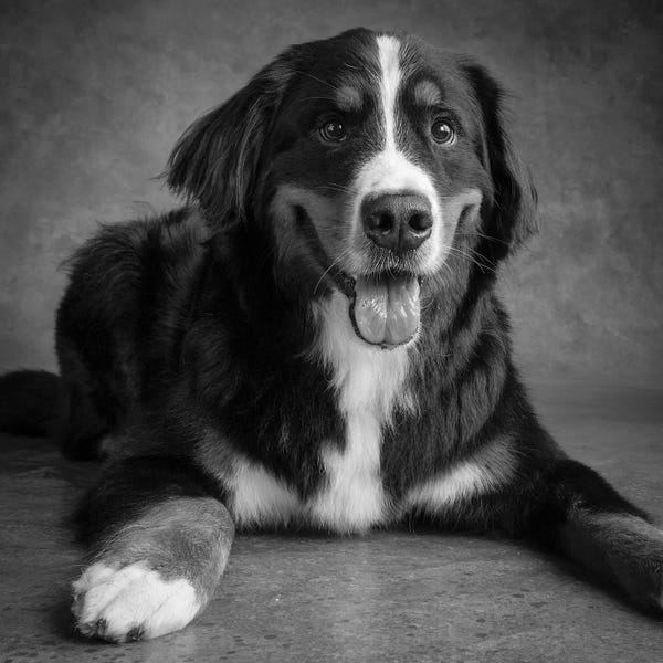 Bernese Mountain Dogs: Portrait of Bernese Mountain Dog I by Panoramic Images