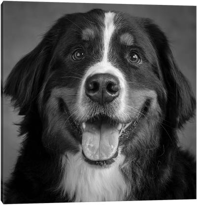 Portrait of Bernese Mountain Dog Canvas Art Print - Animal & Pet Photography