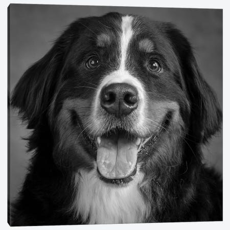 Portrait of Bernese Mountain Dog Canvas Print #PIM15664} by Panoramic Images Canvas Print
