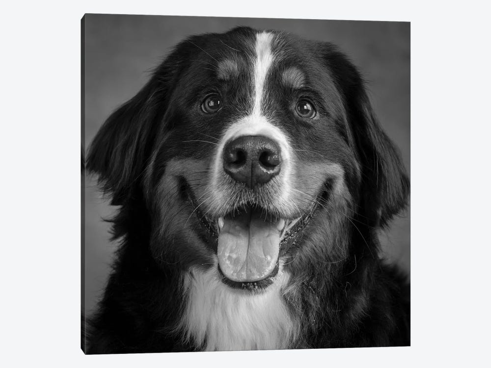 Portrait of Bernese Mountain Dog by Panoramic Images 1-piece Canvas Art