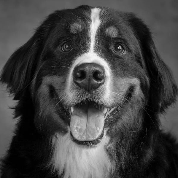 Bernese Mountain Dogs: Portrait of Bernese Mountain Dog II by Panoramic Images