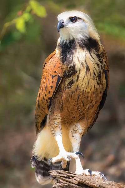 Portrait of black-collared hawk perching on tree branch, Porto Jofre, Mato Grosso, Brazil by Panoramic Images art print