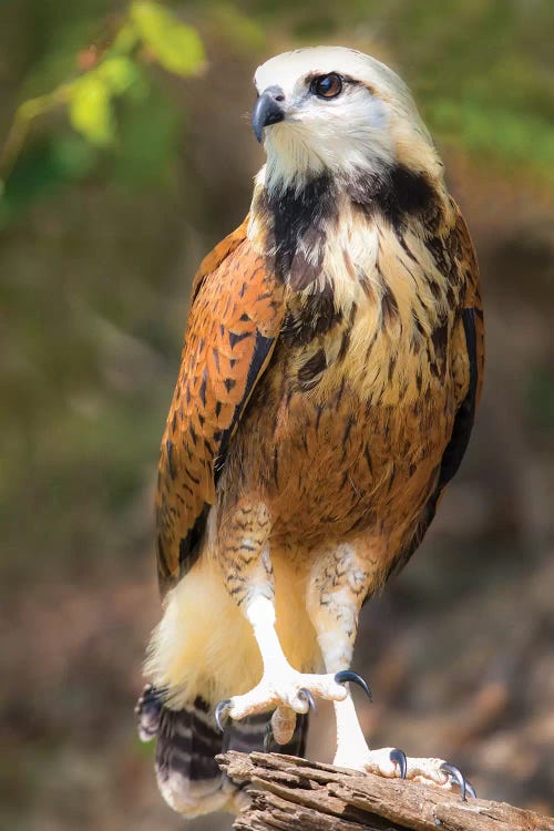 Portrait of black-collared hawk perching on tree branch, Porto Jofre, Mato Grosso, Brazil