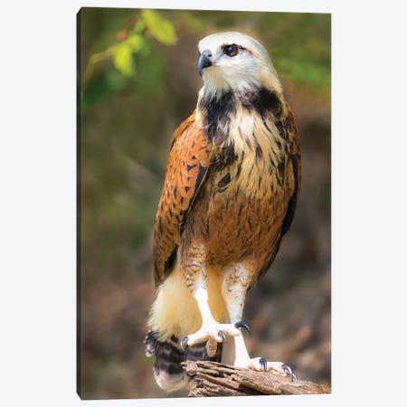 Portrait of black-collared hawk perching on tree branch, Porto Jofre, Mato Grosso, Brazil Canvas Print #PIM15665} by Panoramic Images Canvas Print