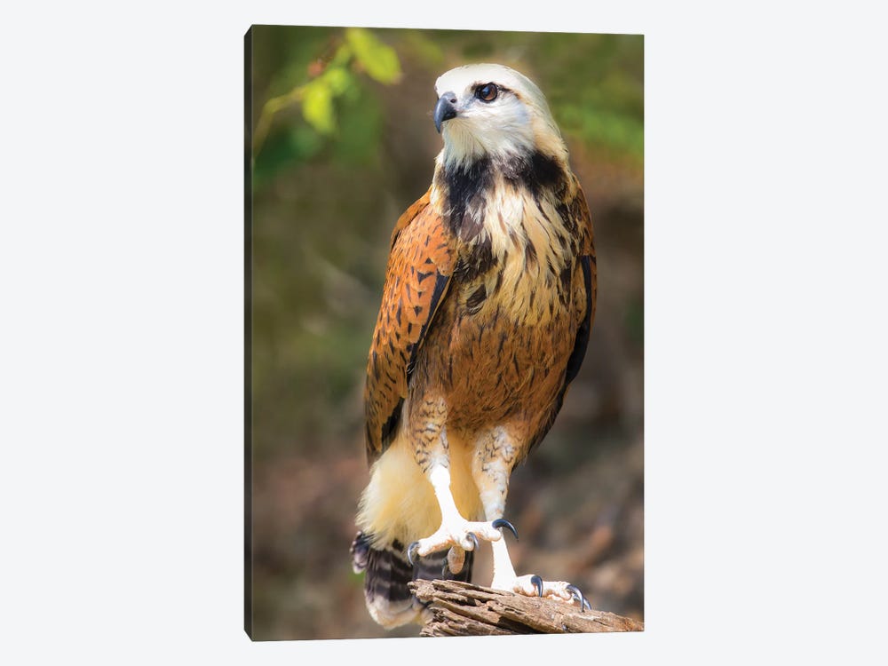 Portrait of black-collared hawk perching on tree branch, Porto Jofre, Mato Grosso, Brazil by Panoramic Images 1-piece Canvas Art Print