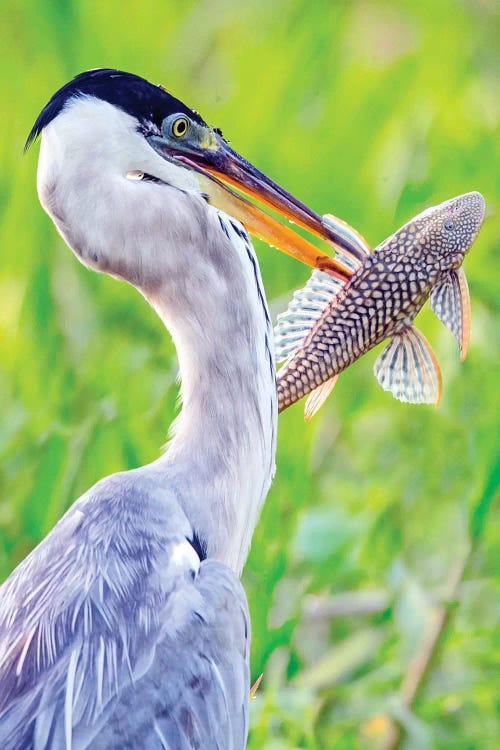 Portrait of cocoi heron with fish, Porto Jofre, Mato Grosso, Brazil