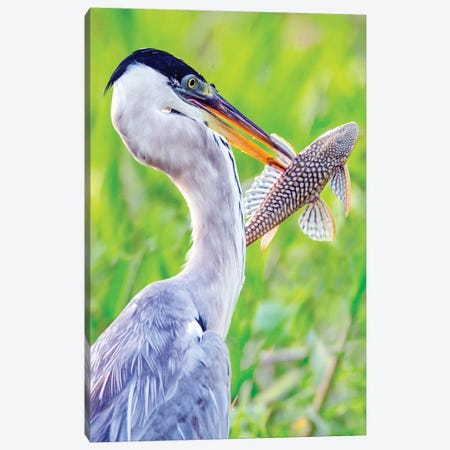 Portrait of cocoi heron with fish, Porto Jofre, Mato Grosso, Brazil Canvas Print #PIM15666} by Panoramic Images Canvas Art Print
