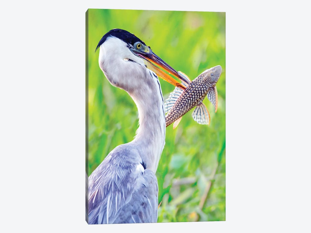 Portrait of cocoi heron with fish, Porto Jofre, Mato Grosso, Brazil by Panoramic Images 1-piece Canvas Artwork