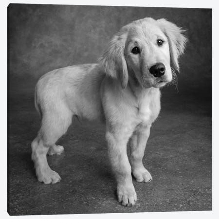 Portrait of Golden Retriever Puppy Canvas Print #PIM15667} by Panoramic Images Canvas Print