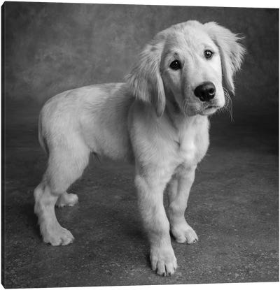 Portrait of Golden Retriever Puppy Canvas Art Print - Dog Photography