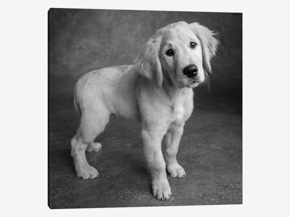 Portrait of Golden Retriever Puppy by Panoramic Images 1-piece Art Print